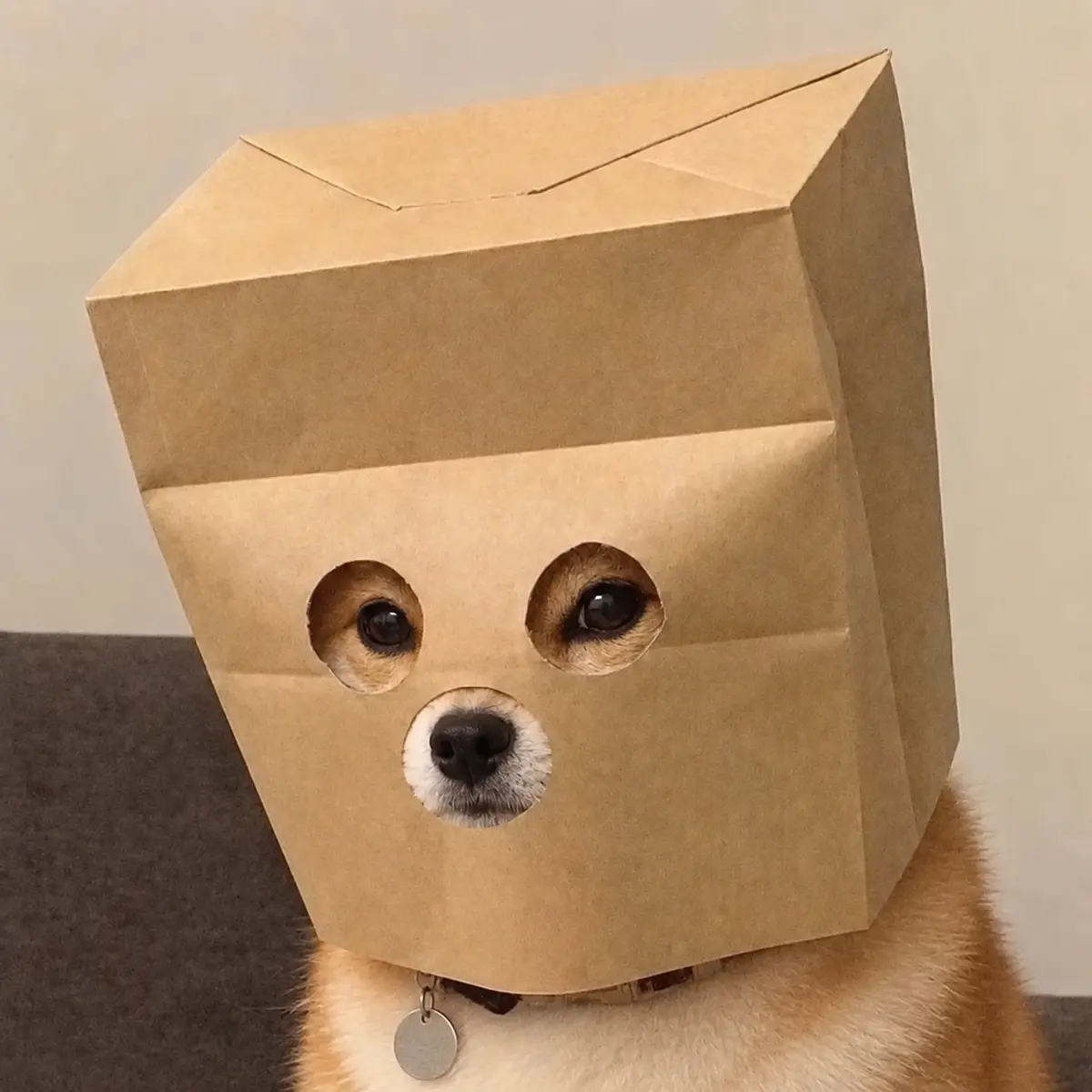 Anonymous Inu wearing an angular kraft-paper bag